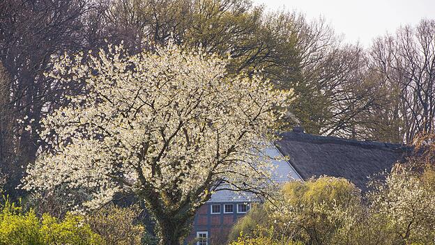 Bl&uuml;hender Kirschbaum vor einem Bauernhof