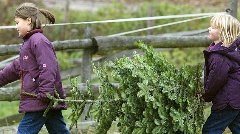 Christbaumkauf als Erlebnis