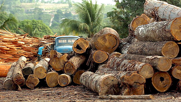 Abholzung des Regenwaldes in Brasilien
