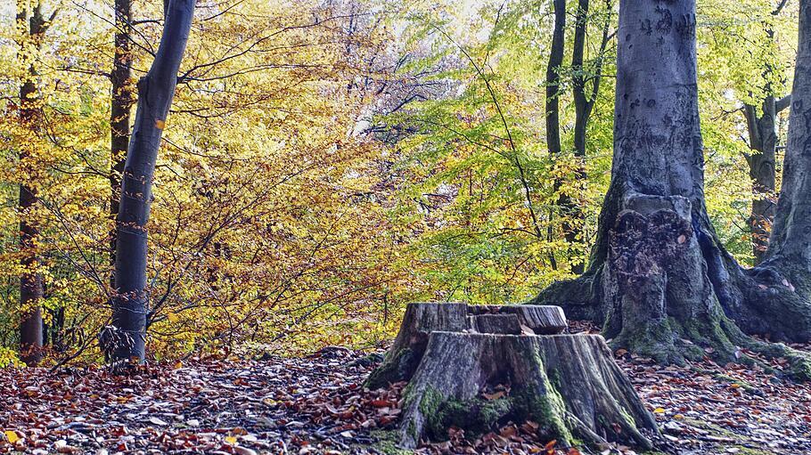 Sonntagslesung: Herrschaft des Sprosses aus der Wurzel Isais