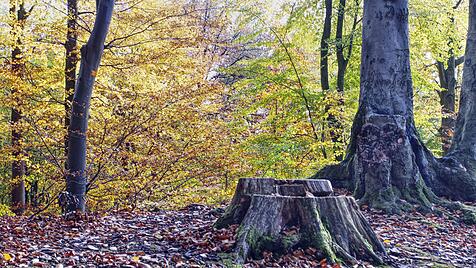 Sonntagslesung: Herrschaft des Sprosses aus der Wurzel Isais