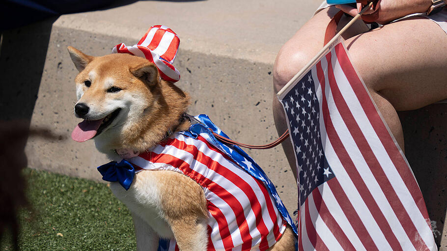 Hund in Amerika-Outfit