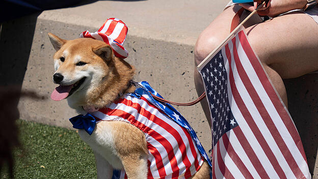 Hund in Amerika-Outfit