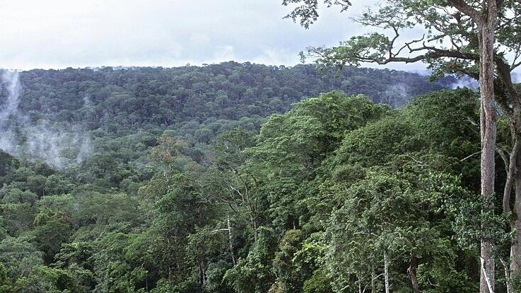Jahresrückblick 2010 - Regenwald Kongo